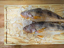 Pescada Inglesa Inteira Fresca